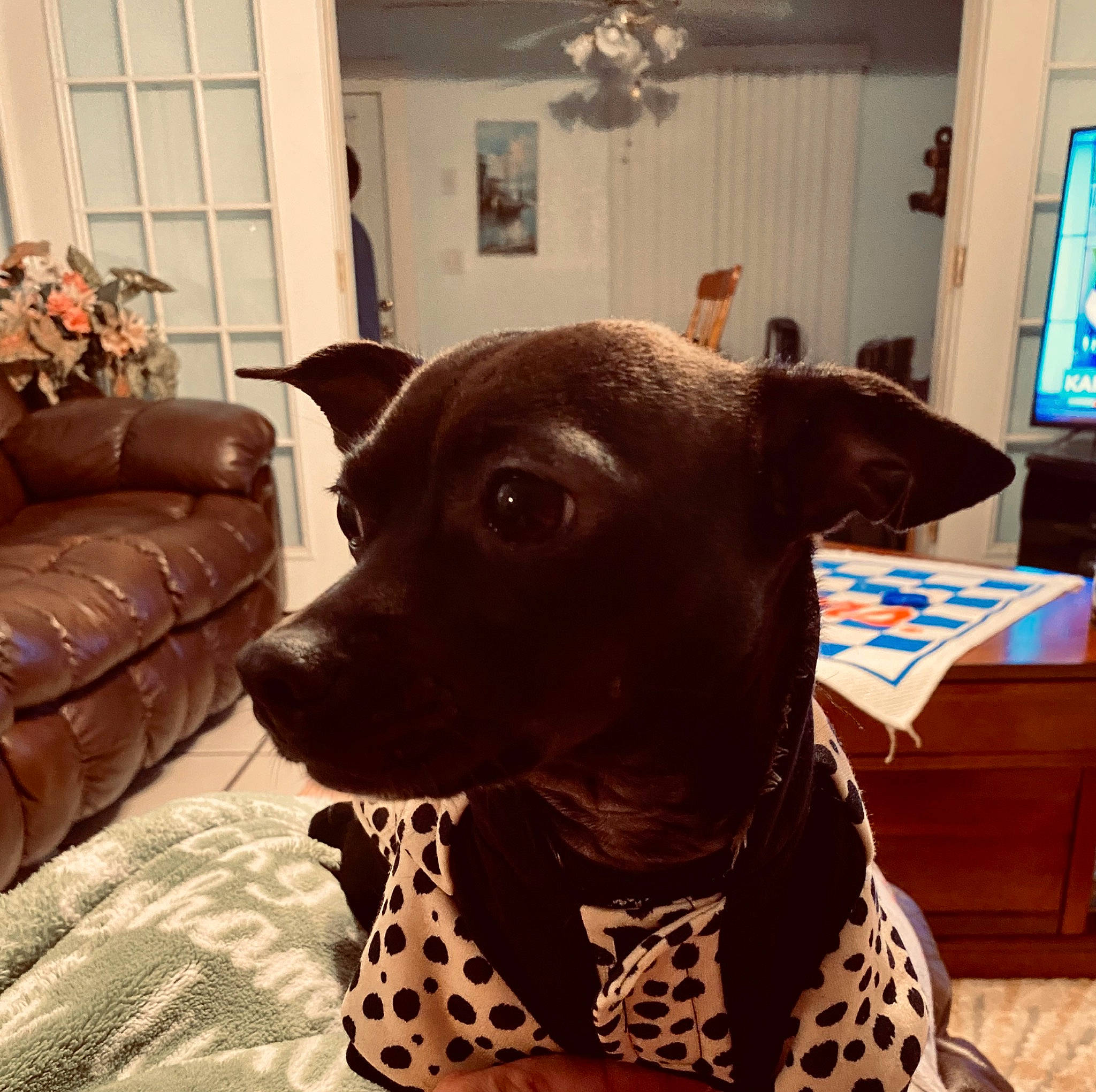 Pearl is registered to the contest to win money with this photo: carnivore, ceiling_fan, chair, collar, companion_dog, dog, dog_breed, dog_collar, dog_supply, fawn, flooring, liver, pet_supply, picture_frame, plant, snout, whiskers, window, wood, working_animal