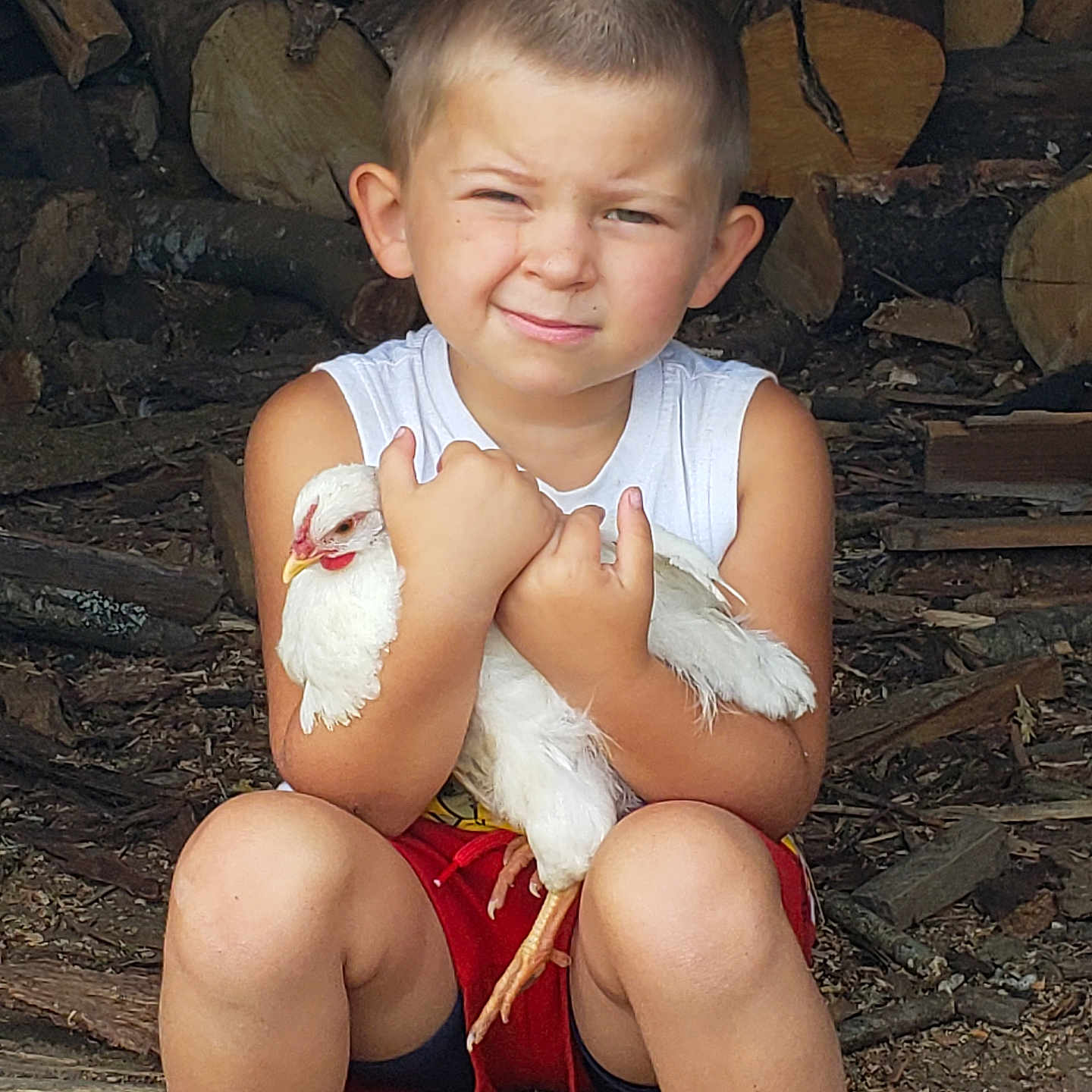 Claude is registered to the contest to win money with this photo: animal, blue_shoes, boy, casual_clothing, chicken, child, expression, farm, legs, logs, nature, outdoor, person, poultry, red_shorts, sitting, summer, white_chicken, white_shirt, woodpile