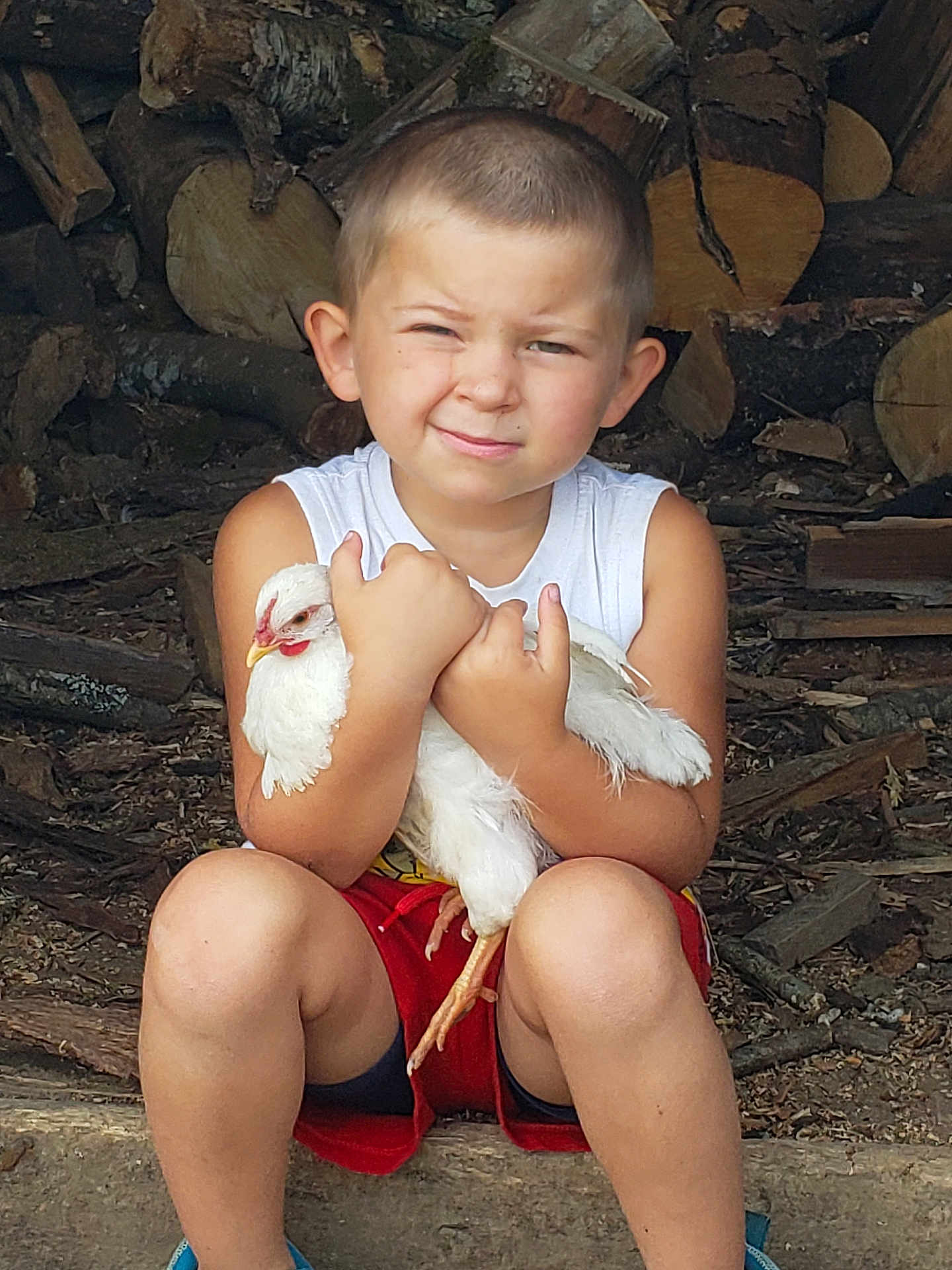 Claude is registered to the contest to win money with this photo: child, boy, chicken, poultry, woodpile, logs, outdoor, nature, summer, casual_clothing, sitting, white_chicken, farm, animal, person, legs, blue_shoes, red_shorts, white_shirt, expression