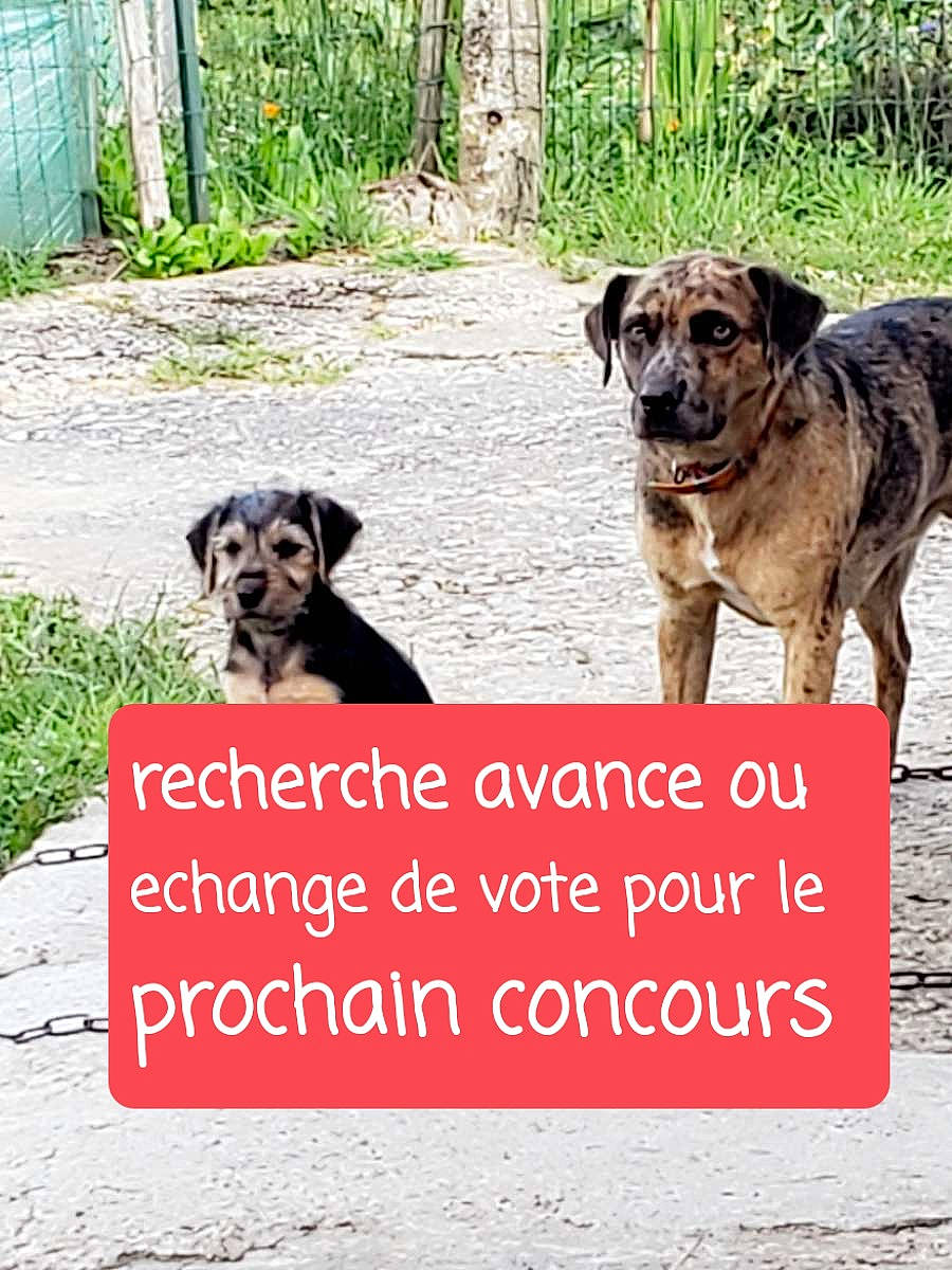 Fanny participe au concours pour gagner de l'argent avec cette photo : advertising, carnivore, collar, companion_dog, dog, dog_breed, dog_collar, dog_supply, fence, font, home_fencing, internet_meme, leash, liver, pet_supply, photo_caption, plant, snout, sporting_group, working_animal