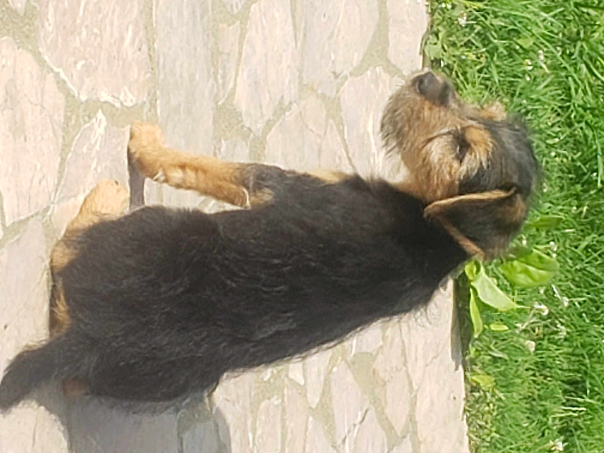 Fanny