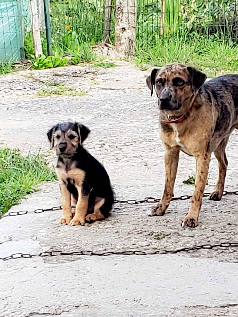Fanny participe au concours pour gagner de l'argent avec cette photo : ancient_dog_breeds, canidae, carnivore, collar, companion_dog, dog, dog_breed, dog_collar, fence, guard_dog, home_fencing, hunting_dog, plant, snout, sporting_group, street_dog, tail, wire_fencing, working_animal, working_dog