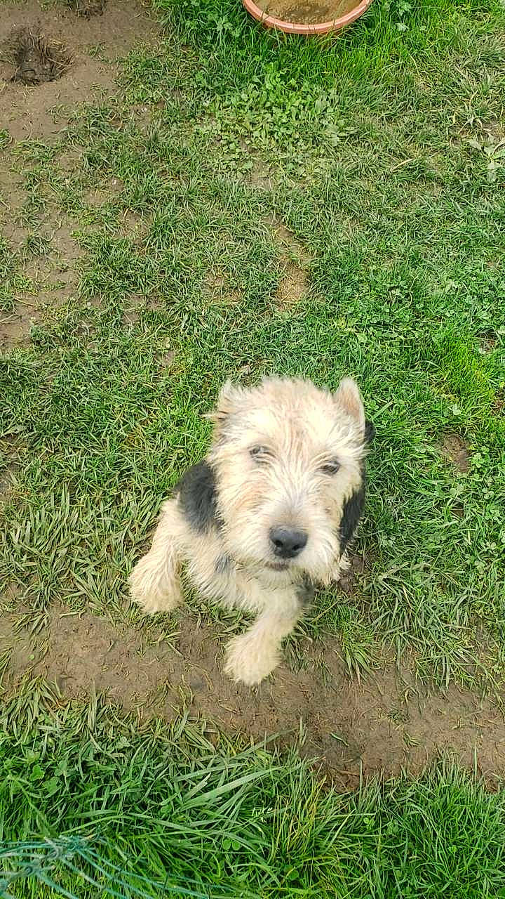 Fanny participe au concours pour gagner de l'argent avec cette photo : canidae, carnivore, companion_dog, dog, dog_breed, grass, grassland, groundcover, pasture, prairie, puppy, small_terrier, snout, sporting_group, terrestrial_animal, terrier, working_animal