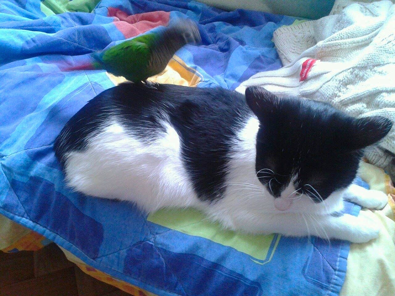 Crevette a rejoint le concours — aidez-le/la à gagner de superbes lots ! bedding, blanket, carnivore, cat, comfort, domestic_short_haired_cat, felidae, fur, grass, lap, linens, nap, room, small_to_medium_sized_cats, tail, textile, whiskers