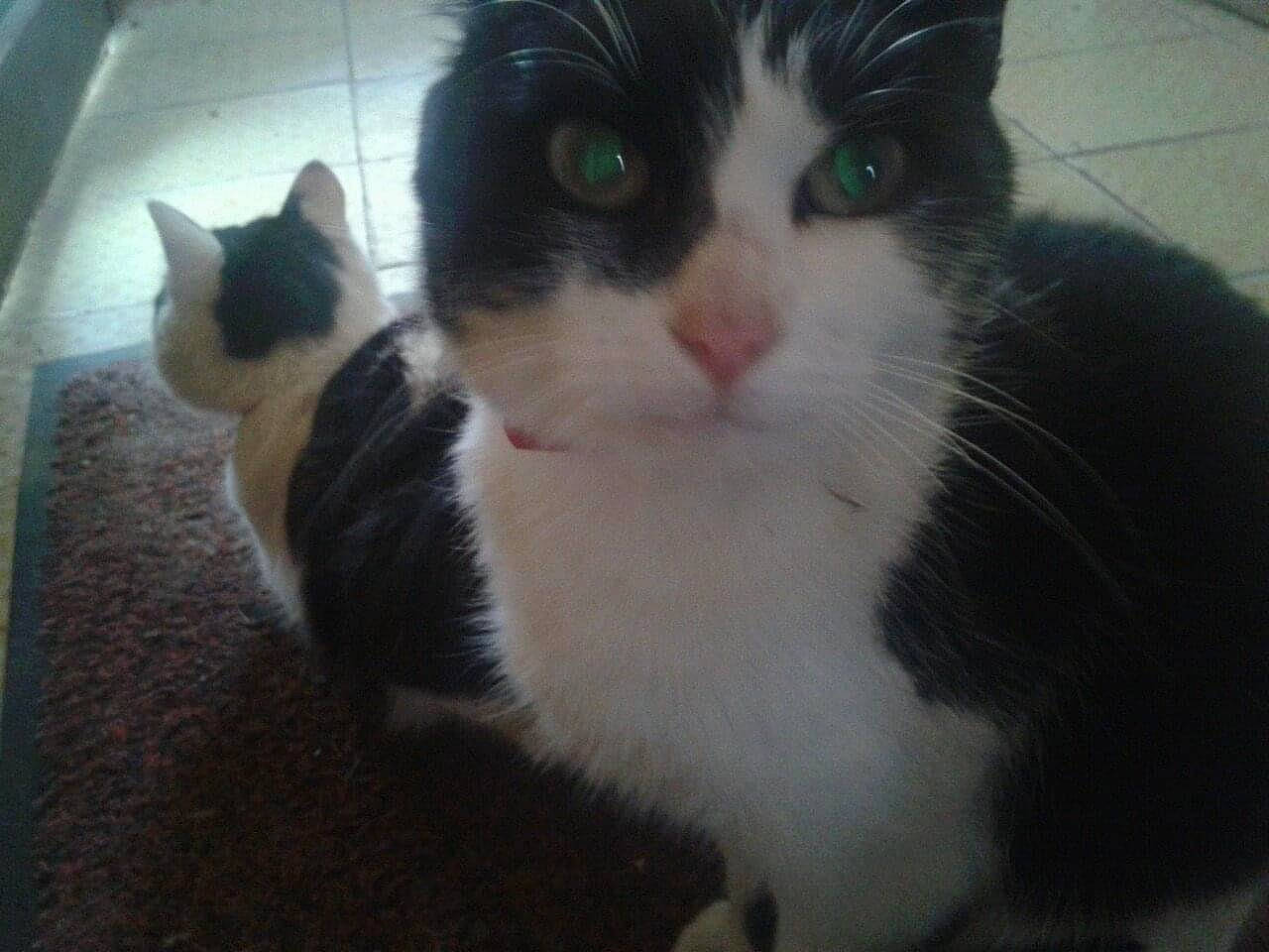 Crevette a rejoint le concours — aidez-le/la à gagner de superbes lots ! carnivore, cat, domestic_short_haired_cat, eye, felidae, fur, iris, paw, small_to_medium_sized_cats, snout, tail, whiskers