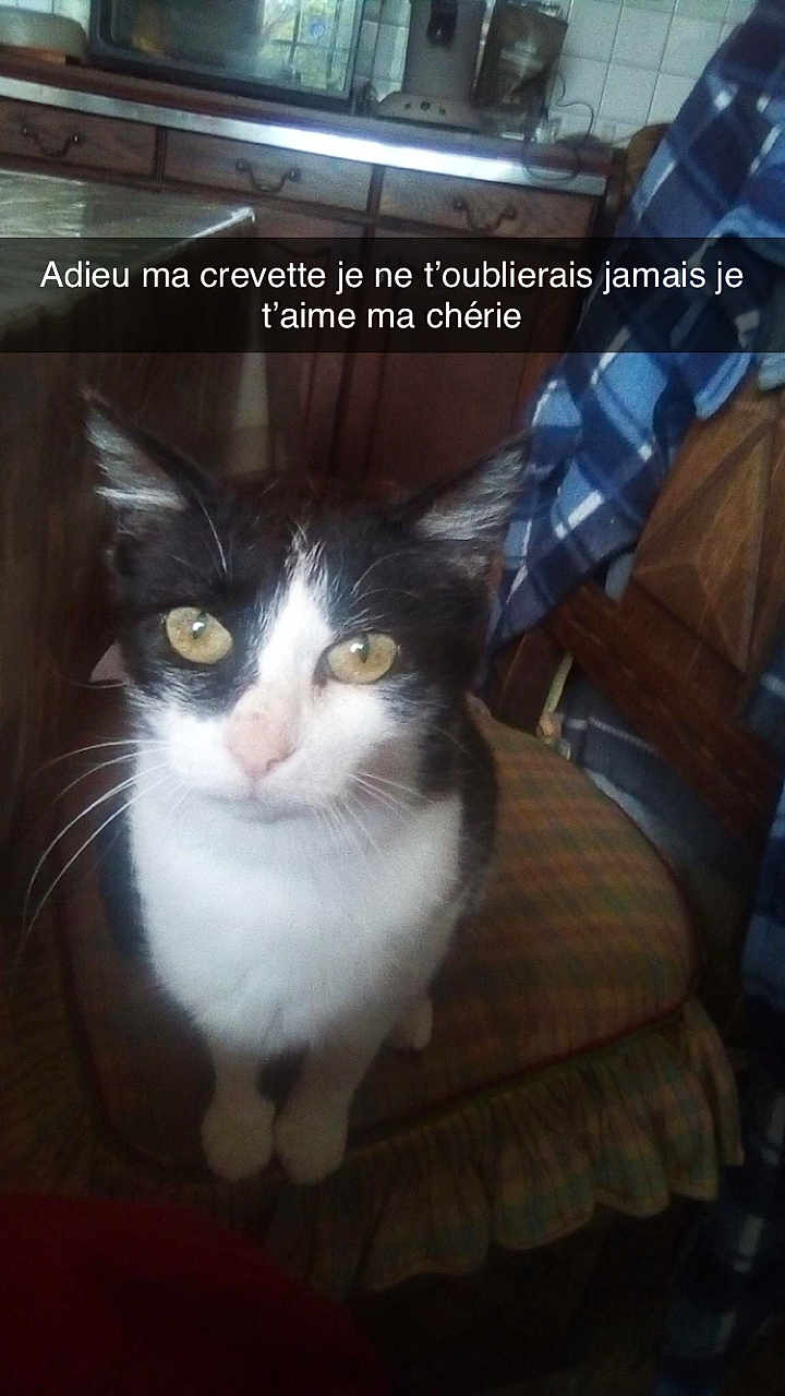 Crevette