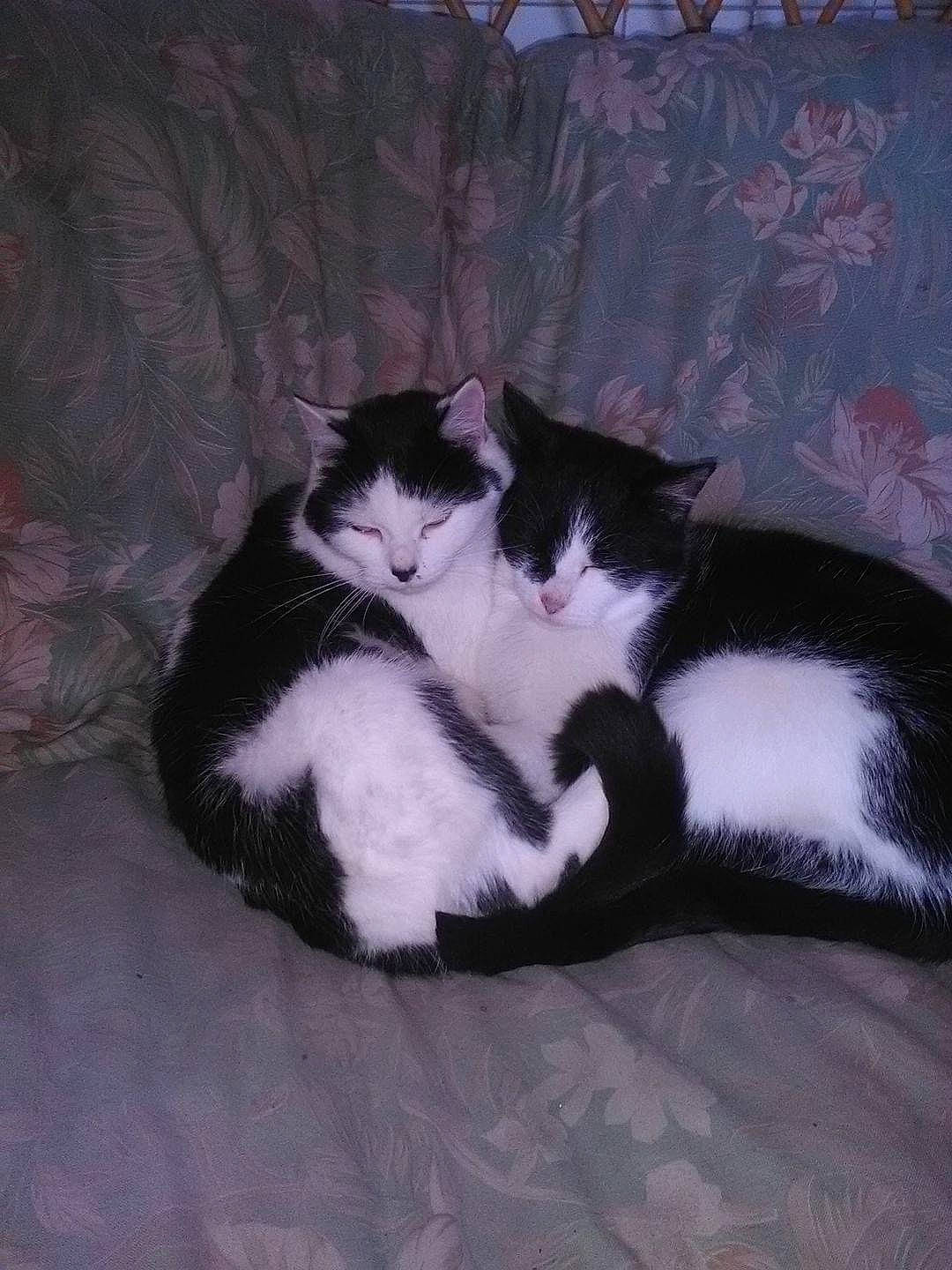 Crevette a rejoint le concours — aidez-le/la à gagner de superbes lots ! carnivore, cat, claw, comfort, domestic_short_haired_cat, felidae, foot, fur, grey, paw, sitting, small_to_medium_sized_cats, tail, whiskers