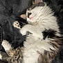 Clemente joined the competition — help win amazing prizes! cat, fluffy, sleeping, paw, fur, pet, cozy, relaxed, animal, cute, whiskers, indoor, resting, tabby, white, brown, black, soft, closeup, blanket