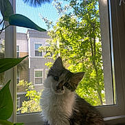 Clemente joined the competition — help win amazing prizes! kitten, cat, window, indoor, plant, greenery, sunlight, curious, pet, furry, young, cute, animal, houseplant, windowsill, daylight, nature, domestic, portrait, screen
