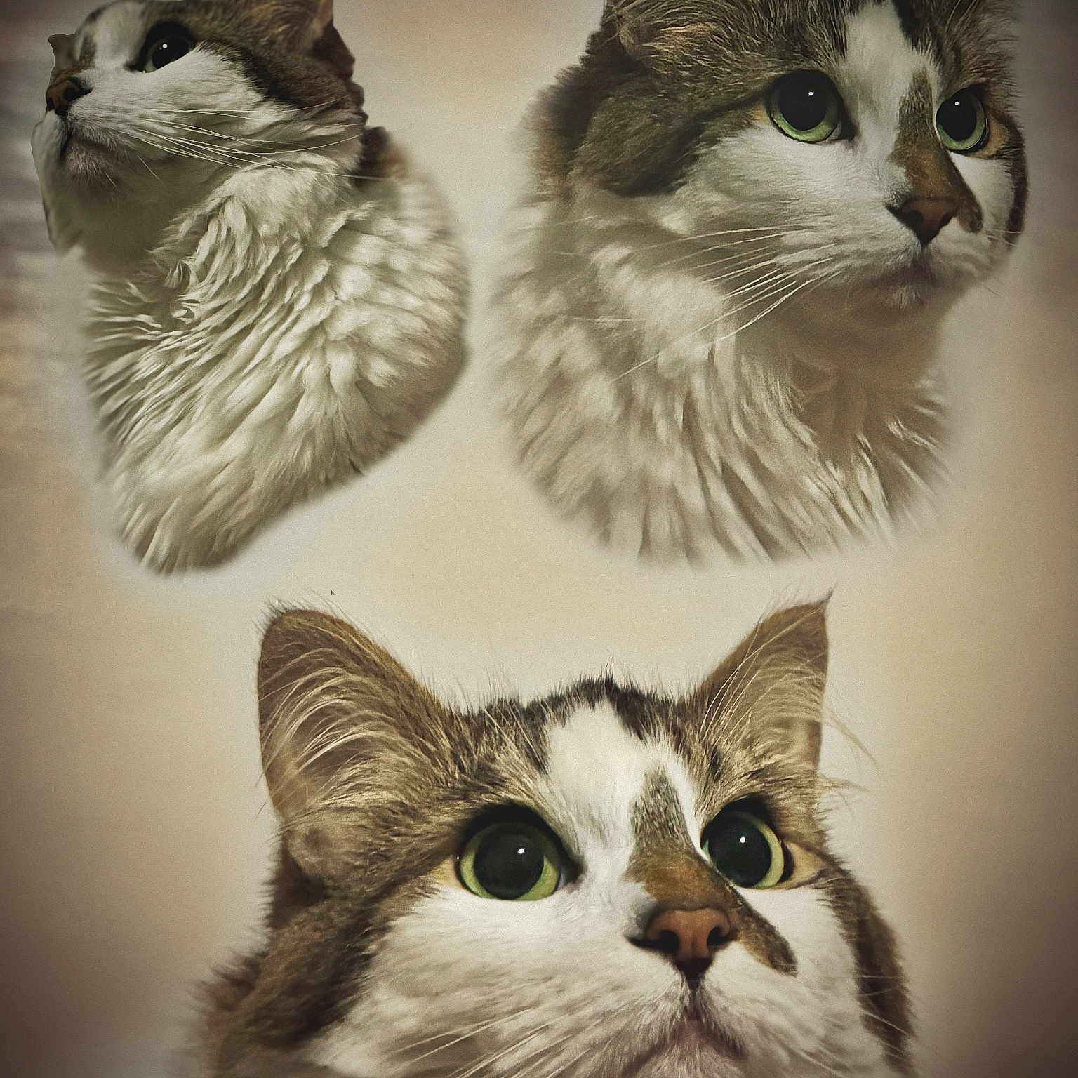 Clemente is registered to the contest to win money with this photo: animal_face, cat, close_up, collage, curious, cute, domestic_animal, feline, fluffy, furry, green_eyes, headshot, indoor, mammal, pet, portrait, soft_background, tabby, three_views, whiskers