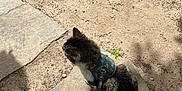 Clemente joined the competition — help win amazing prizes! cat, animal, pet, outdoor, harness, leash, stone_path, dirt, leaves, sunlight, shadow, fur, tail, sitting, nature, daylight, mammal, whiskers, cute, domestic_cat