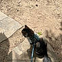 cat, animal, pet, outdoor, harness, leash, stone_path, dirt, leaves, sunlight, shadow, fur, tail, sitting, nature, daylight, mammal, whiskers, cute, domestic_cat