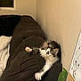 Clemente is registered to the contest to win money with this photo: cat, fluffy, couch, indoor, relaxed, stretching, pet, feline, cozy, blanket, plant, home, fur, whiskers, paws, resting, sleepy, wall, comfort, domestic