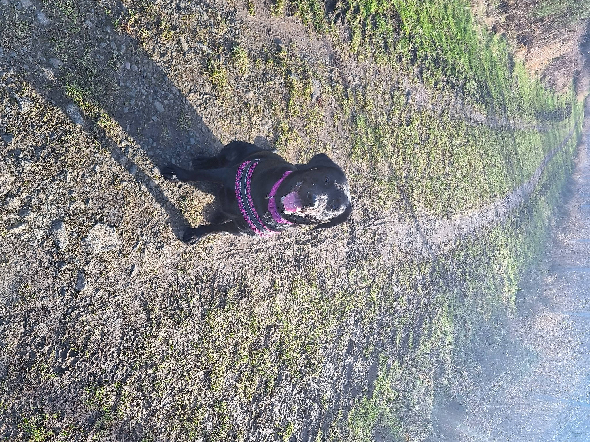 Bailey joined the competition — help win amazing prizes! adventure, asphalt, electric_blue, eyewear, fun, grass, landscape, leisure, people_in_nature, plant, recreation, road, road_surface, rock, shadow, slope, soil, tints_and_shades, tree, winter