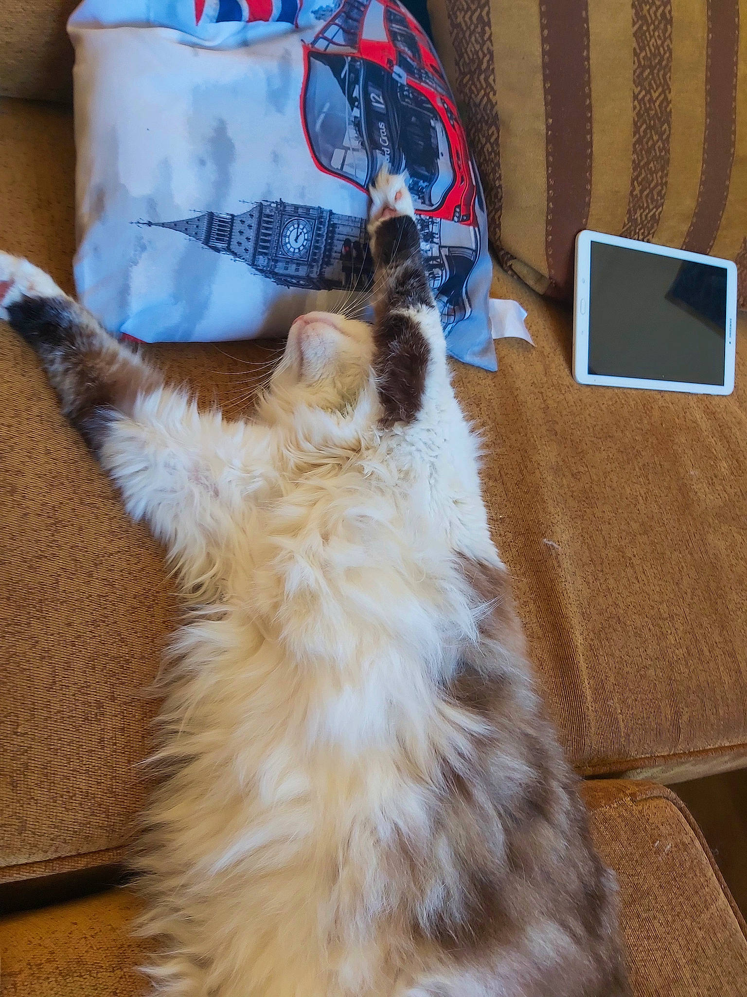 Tchoupi participe au concours pour gagner de l'argent avec cette photo : bag, canidae, carnivore, cat, companion_dog, dog_breed, fawn, feather, felidae, flooring, fur, hardwood, paw, sleeve, small_to_medium_sized_cats, sporting_group, tail, whiskers, wood, wood_stain