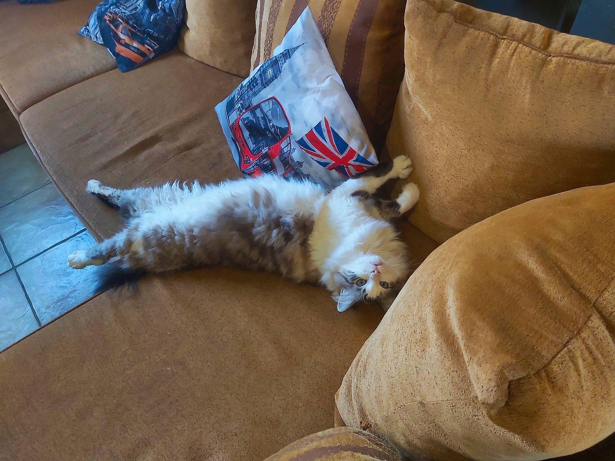 Tchoupi a rejoint le concours — aidez-le/la à gagner de superbes lots ! blue, carnivore, cat, comfort, companion_dog, couch, dog_breed, felidae, flooring, grey, hardwood, living_room, paw, pillow, small_to_medium_sized_cats, tail, textile, throw_pillow, whiskers, wood