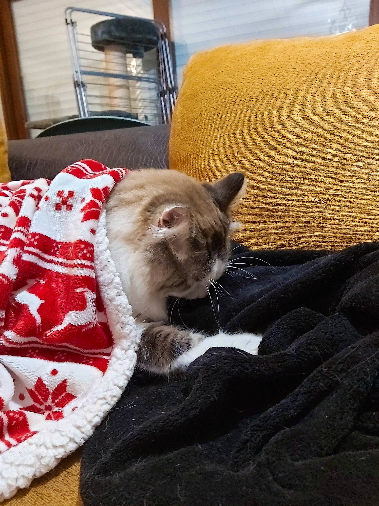 Tchoupi a rejoint le concours — aidez-le/la à gagner de superbes lots ! carnivore, cat, cat_supply, chair, comfort, couch, dog_breed, domestic_short_haired_cat, fawn, felidae, fur, furniture, grey, linens, room, small_to_medium_sized_cats, snout, tail, whiskers, window