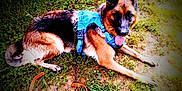 Velma joined the competition — help win amazing prizes! animal, canine, dog, ears_up, fur, german_shepherd, grass, greenery, happy, harness, leash, lying_down, muzzle, nature, outdoor, paw, pet, resting, summer, tongue_out