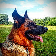 Velma is registered to the contest to win money with this photo: animal, canine, collar, dog, ears, field, german_shepherd, grass, greenery, happy, muzzle, nature, outdoor, pet, profile, sky, summer, sunlight, tongue, trees