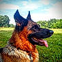 animal, canine, collar, dog, ears, field, german_shepherd, grass, greenery, happy, muzzle, nature, outdoor, pet, profile, sky, summer, sunlight, tongue, trees