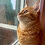 Natto joined the competition — help win amazing prizes! cat, orange_cat, tabby, window, raindrops, whiskers, feline, profile, closeup, fur, pet, indoor, looking_out, ears, eyes, nose, portrait, windowsill, cozy, natural_light