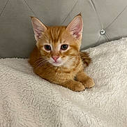 Natto joined the competition — help win amazing prizes! kitten, cat, orange_cat, ginger_kitten, pet, feline, animal, bed, blanket, white_blanket, plush_blanket, headboard, tufted_headboard, bedding, cozy, indoor, portrait, cute, whiskers, ears