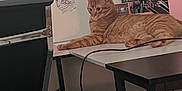 Natto is registered to the contest to win money with this photo: cat, orange_cat, tabby, desk, sketchbook, drawing, portrait, markers, pens, stationery, chair, office_chair, table, cord, trash_bin, art_supplies, indoor, relaxed, paw, furniture
