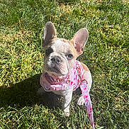 Yuki is registered to the contest to win money with this photo: dog, puppy, french_bulldog, harness, leash, grass, outdoors, sunlight, portrait, sitting, big_ears, cute, pet, lawn, sidewalk, pink, closeup, looking_up, wrinkles, small_dog