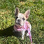 dog, puppy, french_bulldog, harness, leash, grass, outdoors, sunlight, portrait, sitting, big_ears, cute, pet, lawn, sidewalk, pink, closeup, looking_up, wrinkles, small_dog