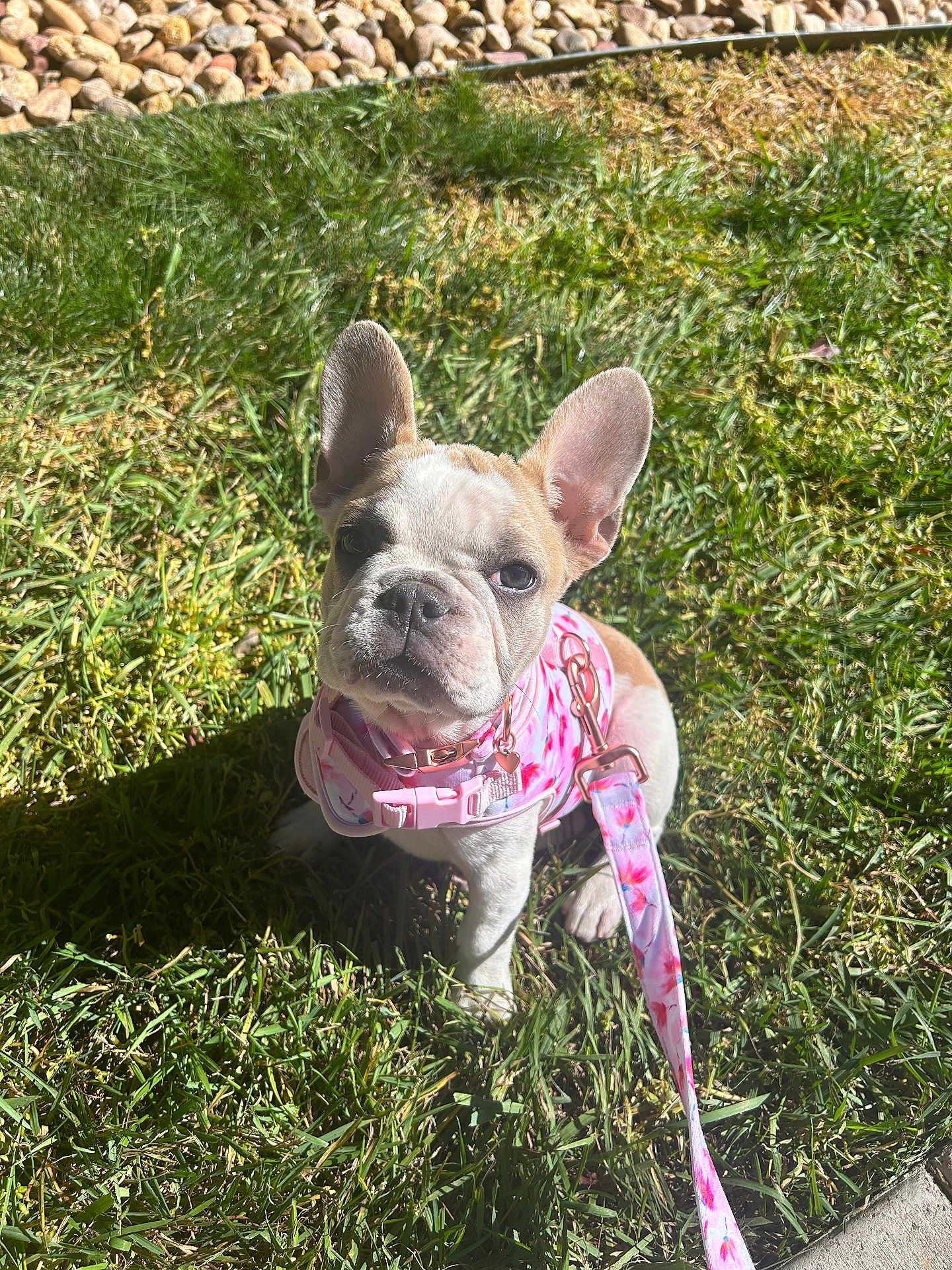 Yuki is registered to the contest to win money with this photo: dog, puppy, french_bulldog, harness, leash, grass, outdoors, sunlight, portrait, sitting, big_ears, cute, pet, lawn, sidewalk, pink, closeup, looking_up, wrinkles, small_dog
