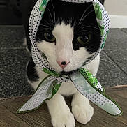 Miso is registered to the contest to win money with this photo: cat, pet, feline, black_and_white, scarf, head_scarf, paws, close_up, portrait, indoor, wooden_floor, whiskers, green_pattern, bow_tie, tied_scarf, pink_nose, eyes, sitting, fur, cute