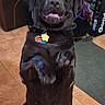 animal, black_dog, collar, cute, dog, floor_mat, friendly, home_interior, indoor, keys, leather_chair, pet, playful, raised_paws, remote_control, table, tags, tile_floor, tongue_out, wooden_box