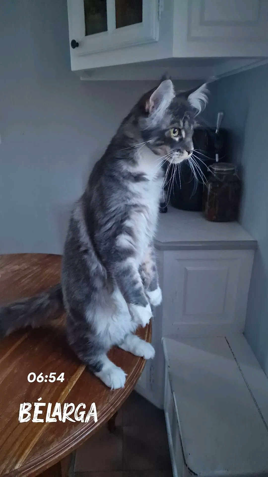 Asic participe au concours pour gagner de l'argent avec cette photo : cat, gray_cat, white_paws, standing_cat, wooden_table, kitchen, cabinet, jar, curious, indoor, pet, feline, whiskers, ears, tail, furniture, home, domestic, mammal, animal