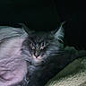 animal, blanket, cat, comfort, cozy, cute, dark, domestic_animal, feline, fur, indoor, mammal, nap, pet, quiet, relaxation, resting, sleeping, soft, whiskers