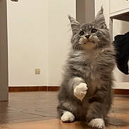 Asic participe au concours pour gagner de l'argent avec cette photo : kitten, cat, gray_cat, white_paws, indoor, floor, tile_floor, curious, pet, furry, small_animal, young_cat, raised_paw, ears_up, looking_up, domestic, home, furniture, playful, cute