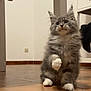animal, cat, curious, cute, domestic_cat, floor, fluffy, furniture, gray_fur, home, indoor, kitten, pet, playful, raising_paw, small, tile_floor, whiskers, white_paws, young_cat
