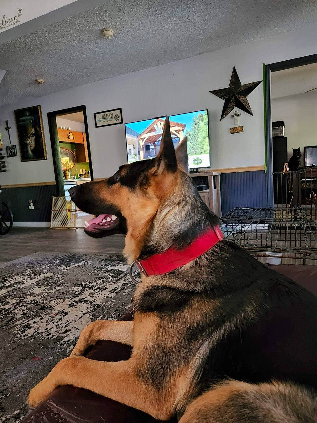 Luka is registered to the contest to win money with this photo: canidae, carnivore, chair, collar, companion_dog, dog, dog_breed, east_european_shepherd, fawn, flooring, fur, german_shepherd_dog, herding_dog, king_shepherd, old_german_shepherd_dog, picture_frame, snout, sporting_group, window, working_dog
