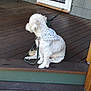 dog, white_dog, bandana, leash, porch, wooden_floor, chair, door, glass_door, reflection, outdoor, pet, sitting, calm, sunny, garden, greenery, residential, house, quiet