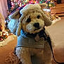 Dusty is registered to the contest to win money with this photo: dog, pet, christmas_tree, holiday_lights, hat, winter_clothing, indoor, carpet, decorations, festive, cute, fluffy, leash, warm, home, cozy, seasonal, bright, colorful, adorable