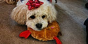 Dusty is registered to the contest to win money with this photo: dog, plush_toy, carpet, indoor, scarf, red_bow, white_dog, cute, pet, floor, toy, holiday, decor, furry, resting, animal, cozy, home, relaxed, fluffy