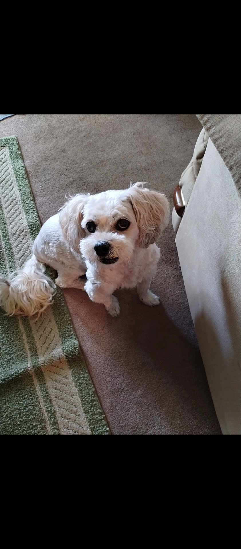 Dusty is registered to the contest to win money with this photo: dog, white_dog, pet, indoor, carpet, rug, couch, curious, fluffy, small_dog, companion, animal, cute, domestic, friendly, looking_up, floor, fur, ears, tail