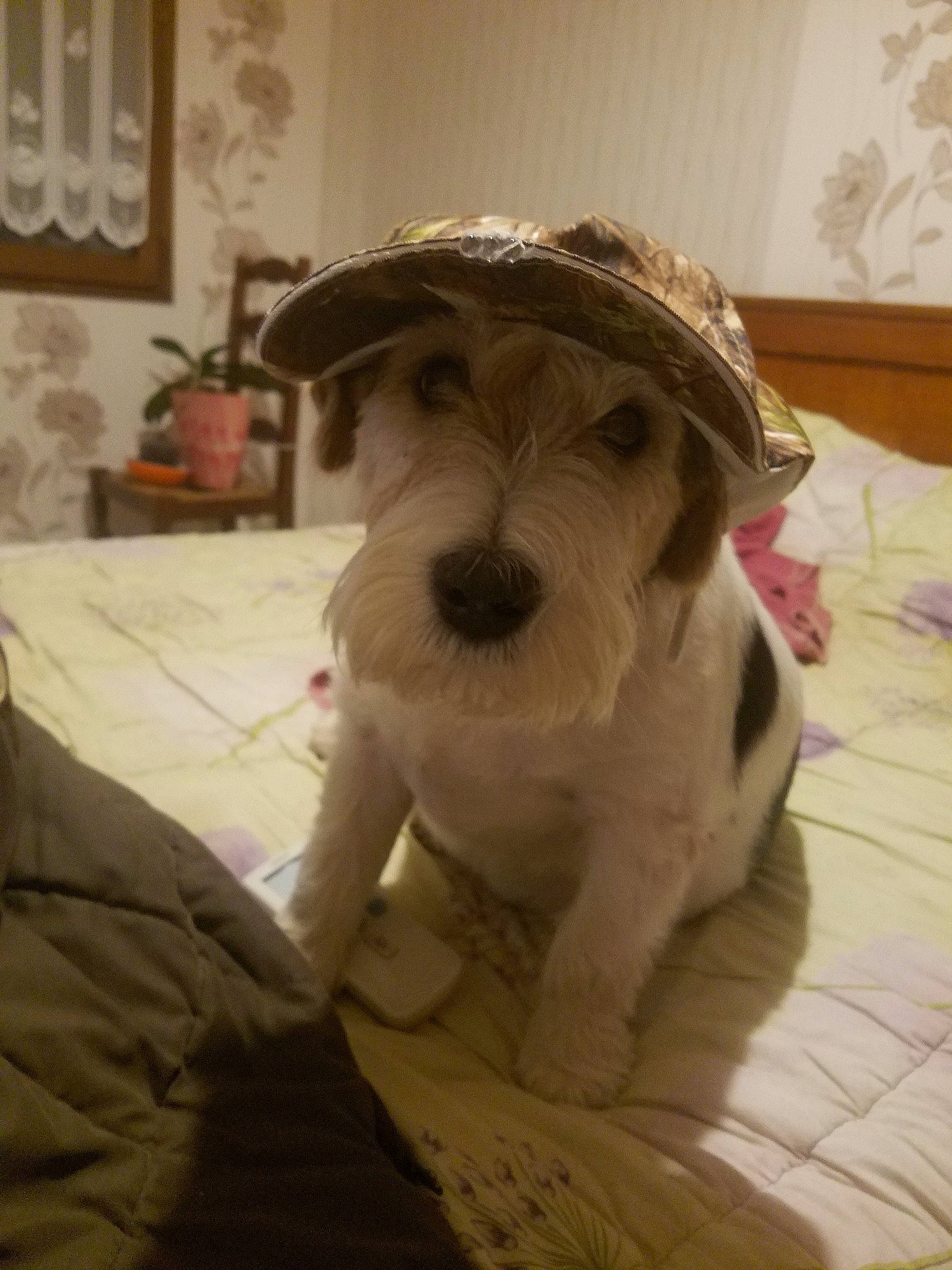 Gibus participe au concours pour gagner de l'argent avec cette photo : canidae, carnivore, companion_dog, dog, dog_breed, fox_terrier, mammal, miniature_schnauzer, puppy, rare_breed_dog, schnauzer, sealyham_terrier, snout, sporting_lucas_terrier, terrier, vertebrate, wire_hair_fox_terrier