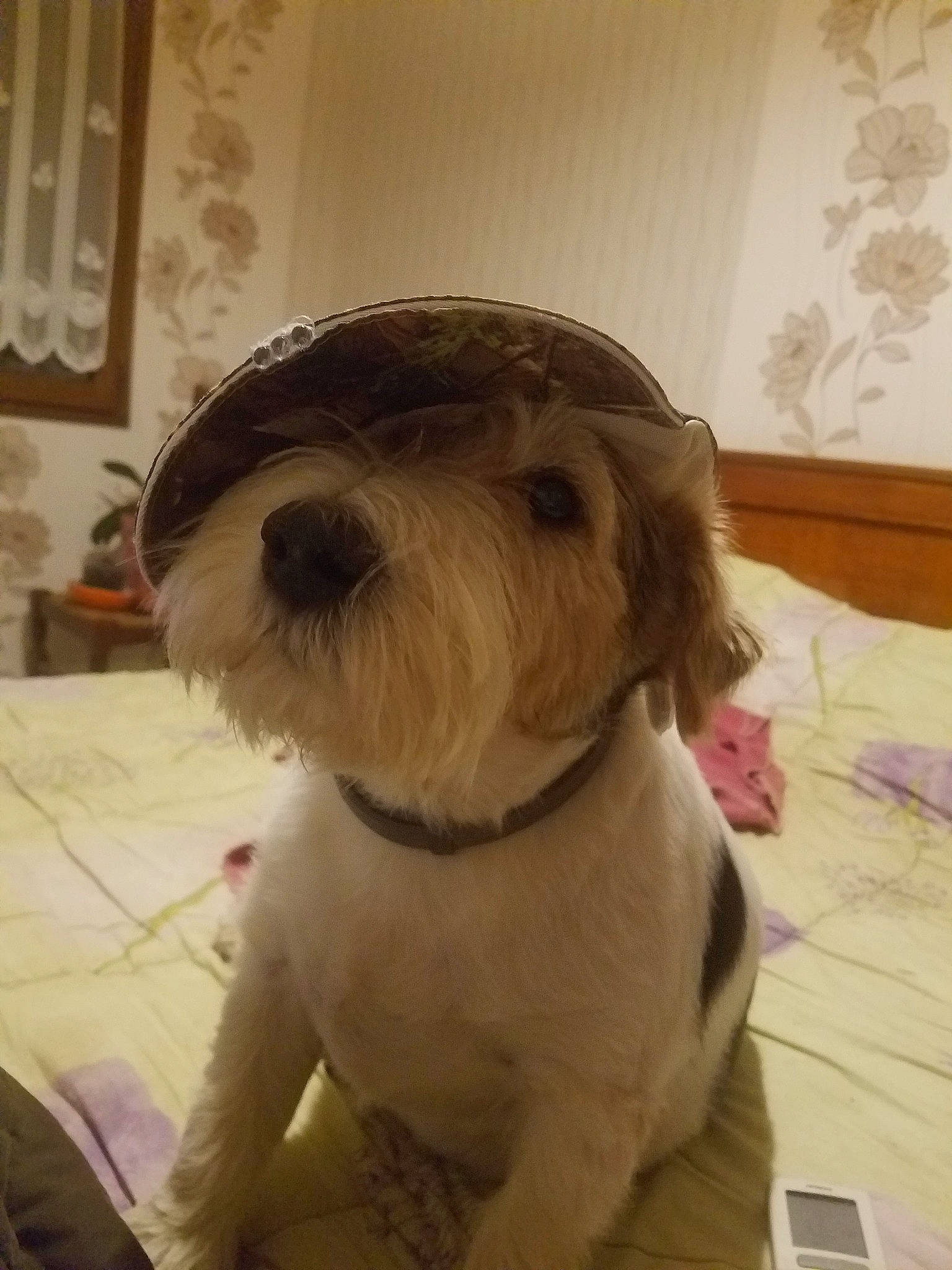 Gibus participe au concours pour gagner de l'argent avec cette photo : bolonka, canidae, carnivore, companion_dog, dog, dog_breed, kyi_leo, lhasa_apso, mammal, non_sporting_group, petit_basset_griffon_vendeen, puppy, rare_breed_dog, schnoodle, shih_tzu, sporting_group, sporting_lucas_terrier, tibetan_terrier, toy_dog, vertebrate