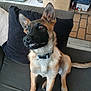 Abie participe au concours pour gagner de l'argent avec cette photo : dog, puppy, pet, indoor, couch, pillow, fur, ears, collar, smile, teeth, brown, black, nose, eyes, tail, floor, fireplace, home, cute