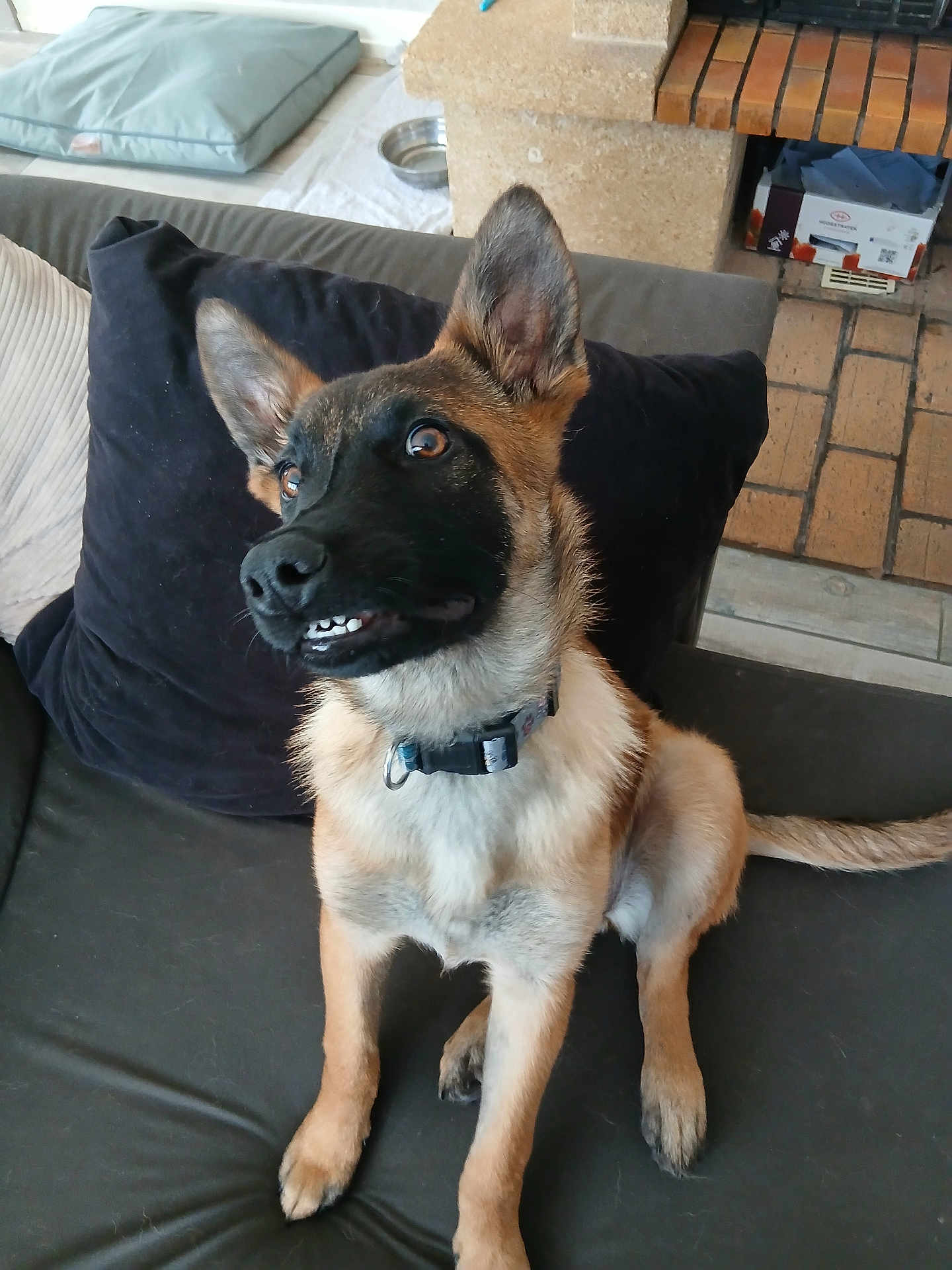 Abie participe au concours pour gagner de l'argent avec cette photo : dog, puppy, pet, indoor, couch, pillow, fur, ears, collar, smile, teeth, brown, black, nose, eyes, tail, floor, fireplace, home, cute
