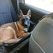 Abie a rejoint le concours — aidez-le/la à gagner de superbes lots ! dog, german_shepherd, car_interior, back_seat, pet, animal, canine, relaxed, looking, seated, window, fabric_seat, domestic_animal, mammal, fur, ears, tail, black_and_brown, collar, vehicle