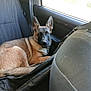 dog, german_shepherd, car_interior, back_seat, pet, animal, canine, relaxed, looking, seated, window, fabric_seat, domestic_animal, mammal, fur, ears, tail, black_and_brown, collar, vehicle