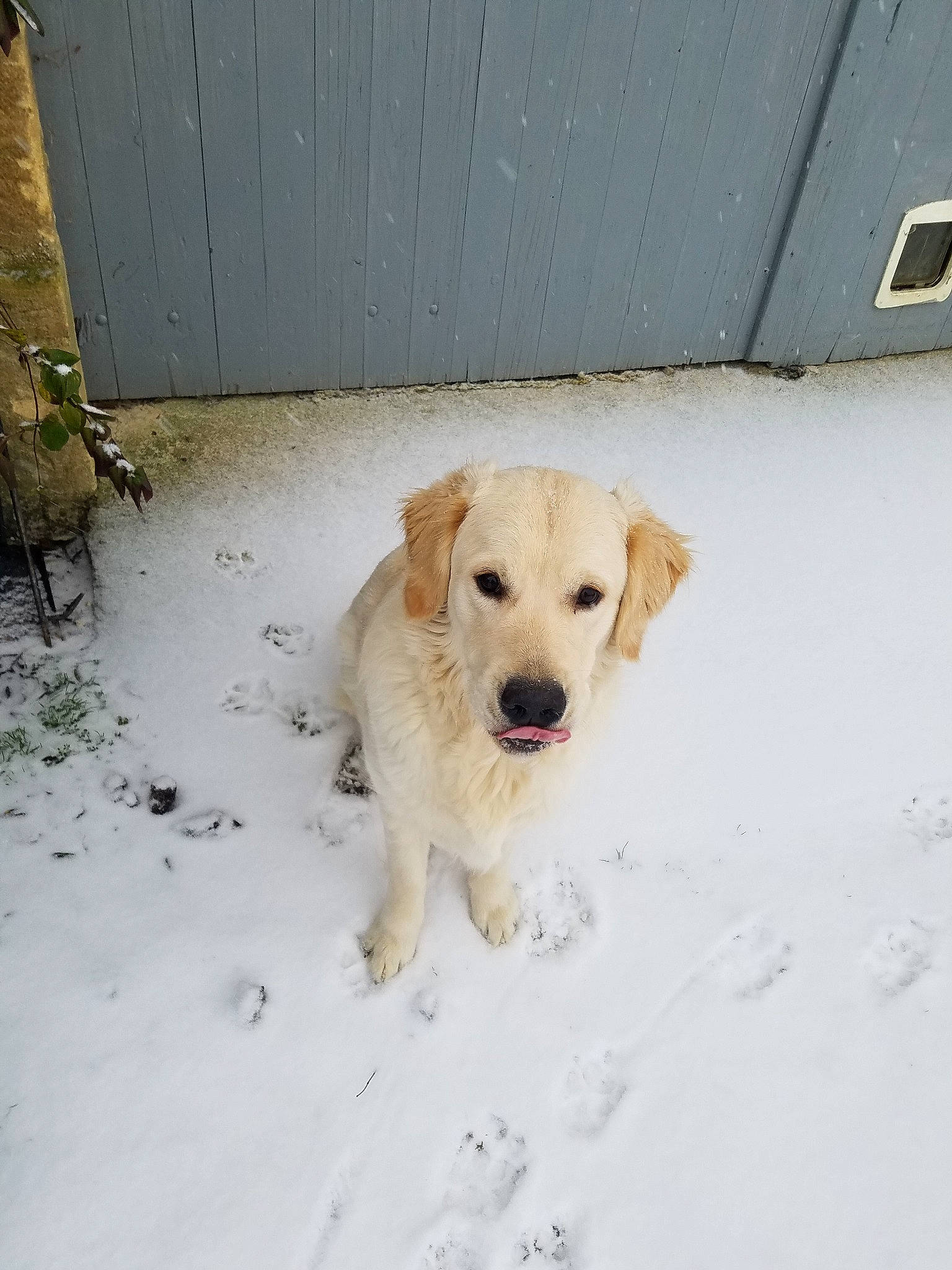 Omer a rejoint le concours — aidez-le/la à gagner de superbes lots ! akbash_dog, canidae, carnivore, companion_dog, dog, dog_breed, fawn, golden_retriever, labrador_retriever, livestock_guardian_dog, mammal, puppy, retriever, snout, snow, sporting_group, street_dog, vertebrate, winter