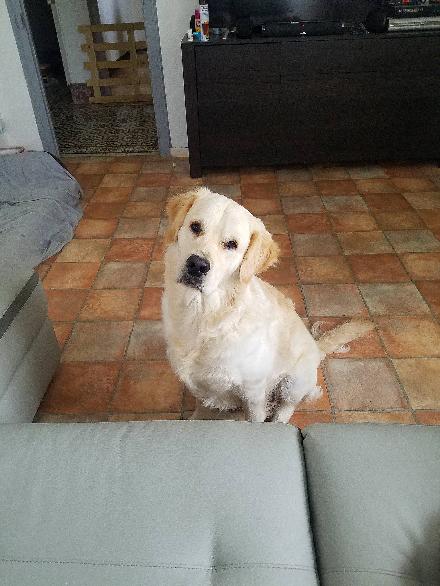 Omer participe au concours pour gagner de l'argent avec cette photo : canidae, carnivore, companion_dog, dog, dog_breed, fawn, golden_retriever, labrador_retriever, mammal, puppy, retriever, snout, sporting_group, vertebrate