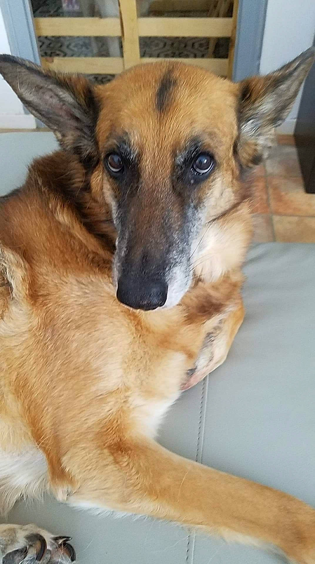 Princesse participe au concours pour gagner de l'argent avec cette photo : belgian_shepherd_malinois, canidae, carnivore, dog, dog_breed, fawn, hortaya_borzaya, longhaired_whippet, mammal, potcake_dog, rare_breed_dog, silken_windhound, snout, street_dog, vertebrate, whiskers